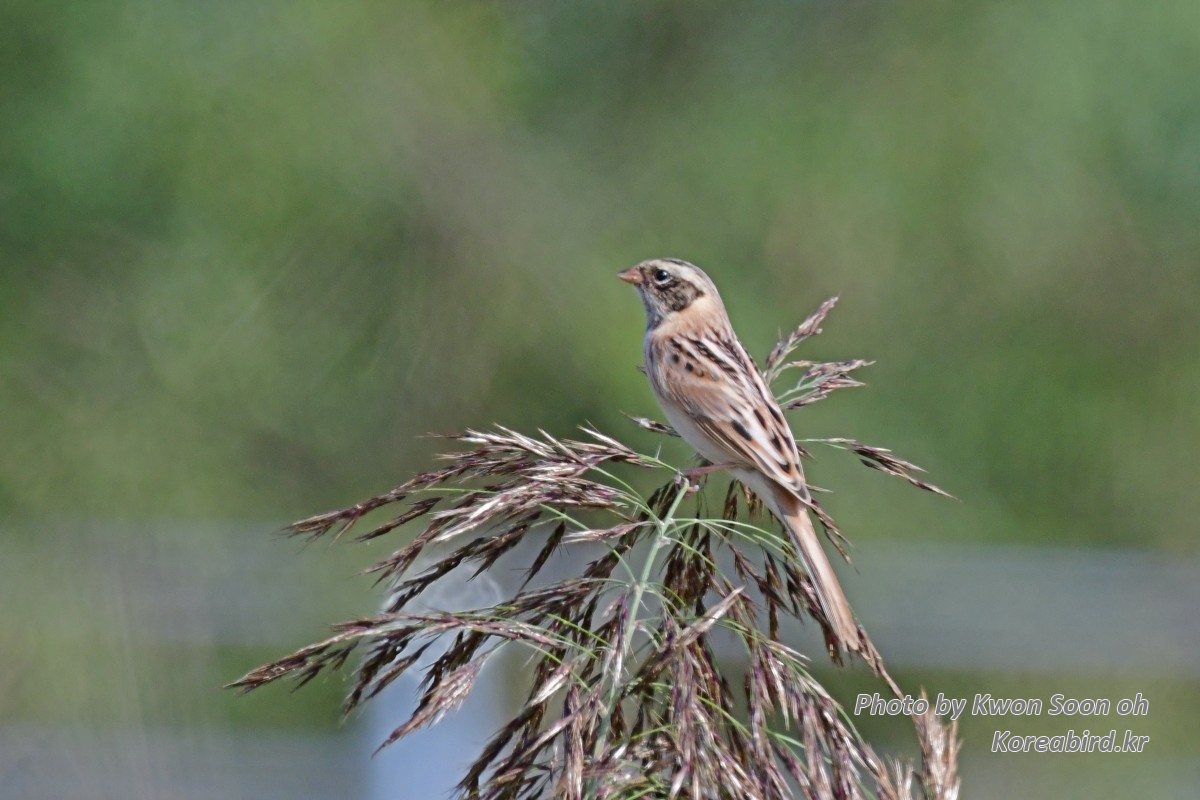 DSC_0610.jpg