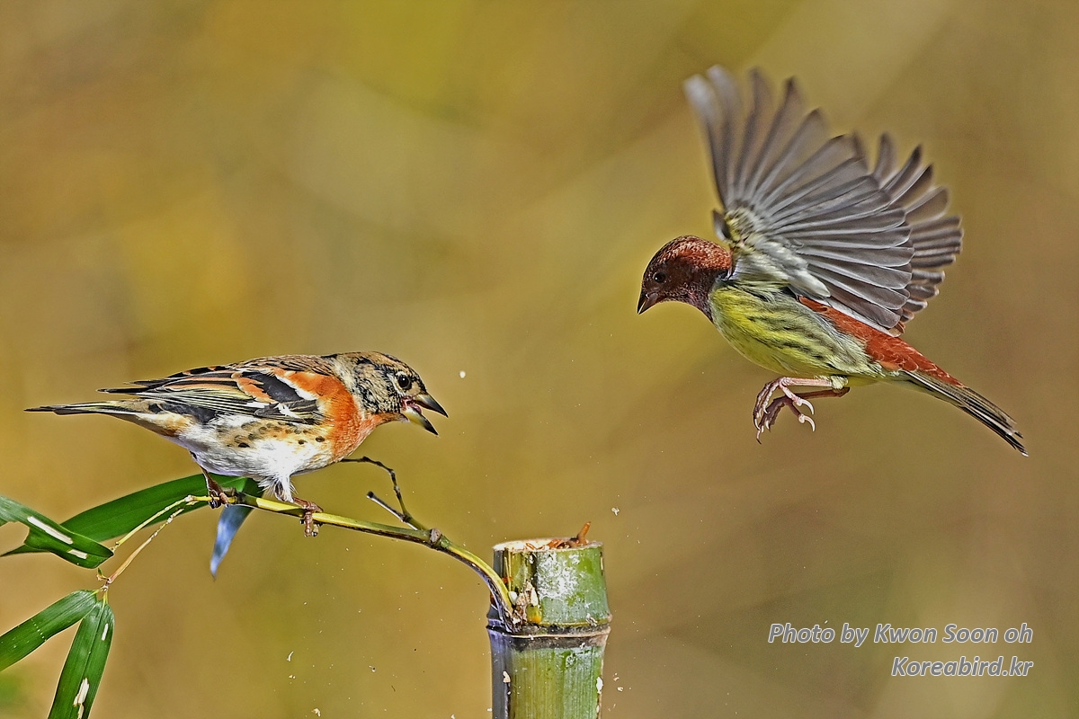 D6J_9736-1.jpg