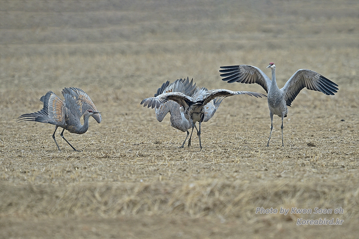 DSC_3140.jpg