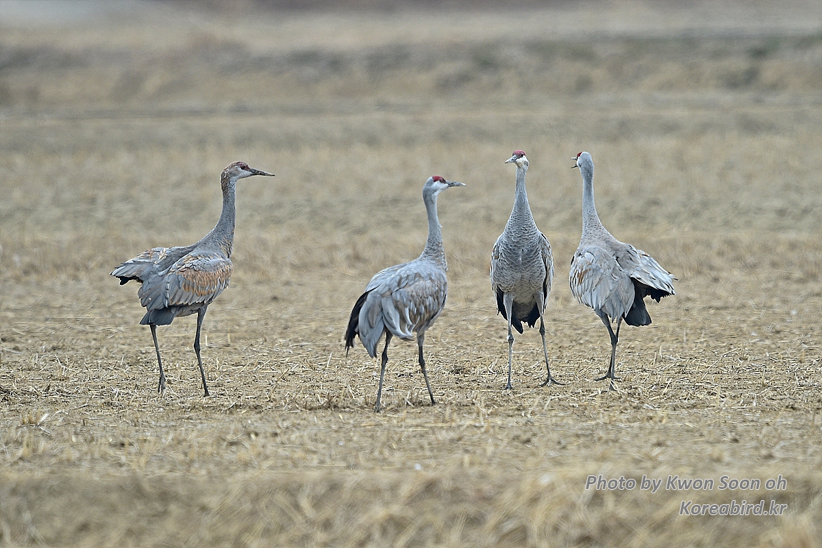DSC_3075.jpg