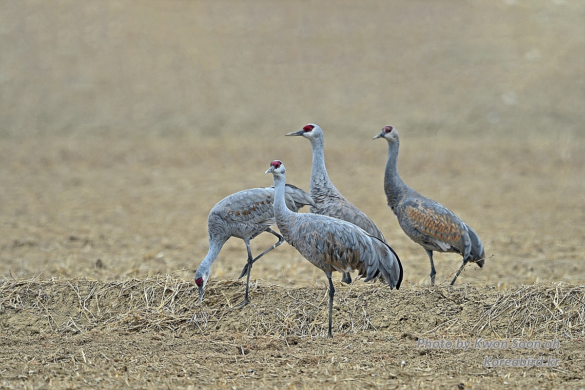 DSC_2791.jpg