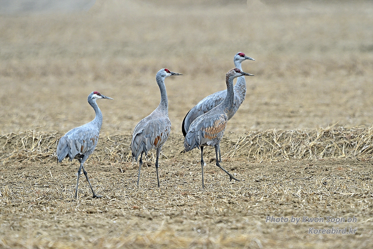 DSC_2385.jpg