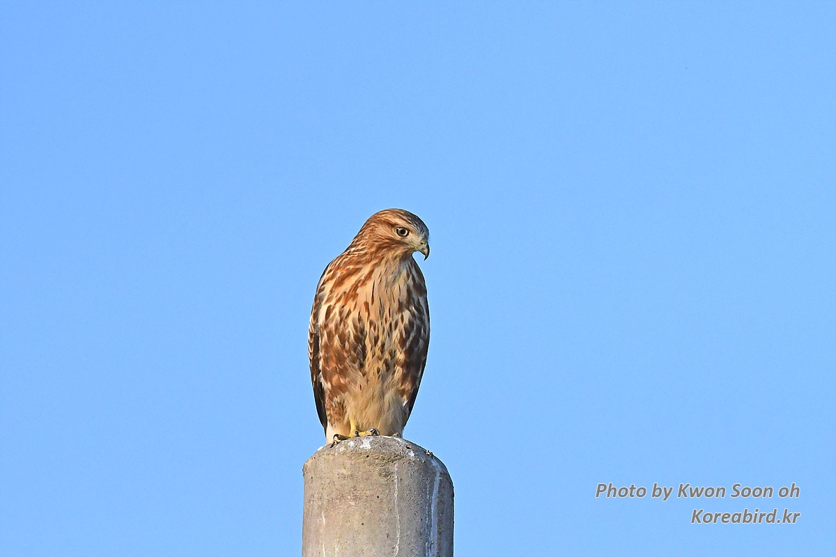 DSC_2906.jpg