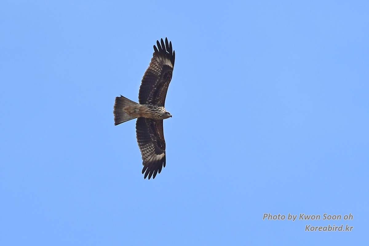 DSC_8326.jpg