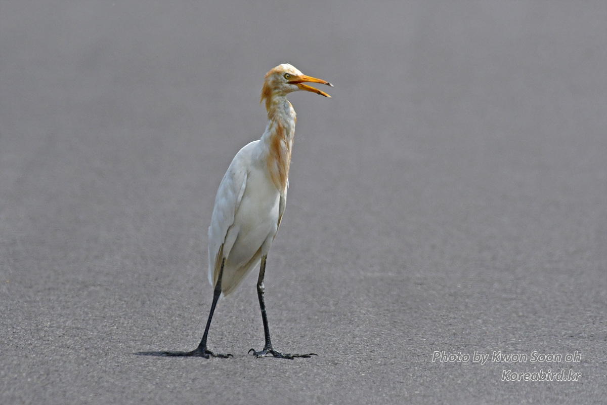 DSC_9505.jpg