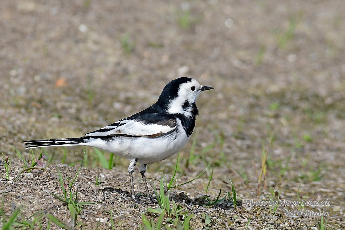 KSO_2428.jpg
