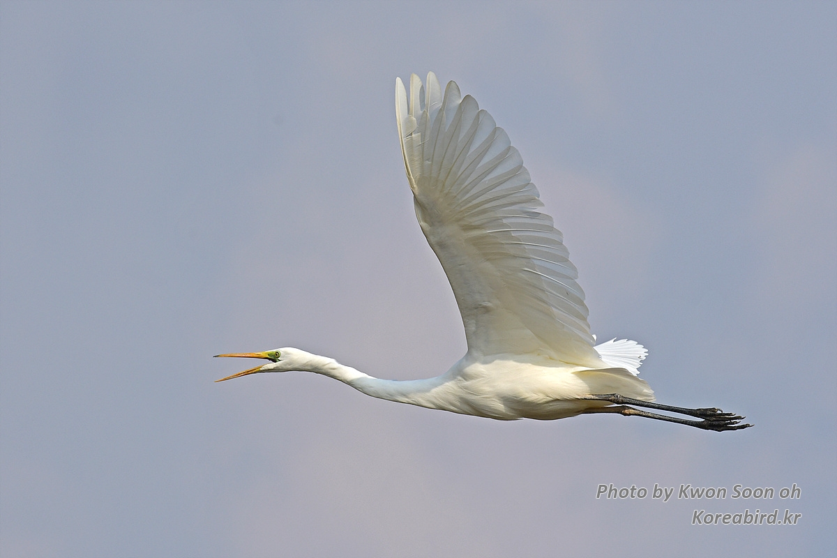 DSC_5237.jpg