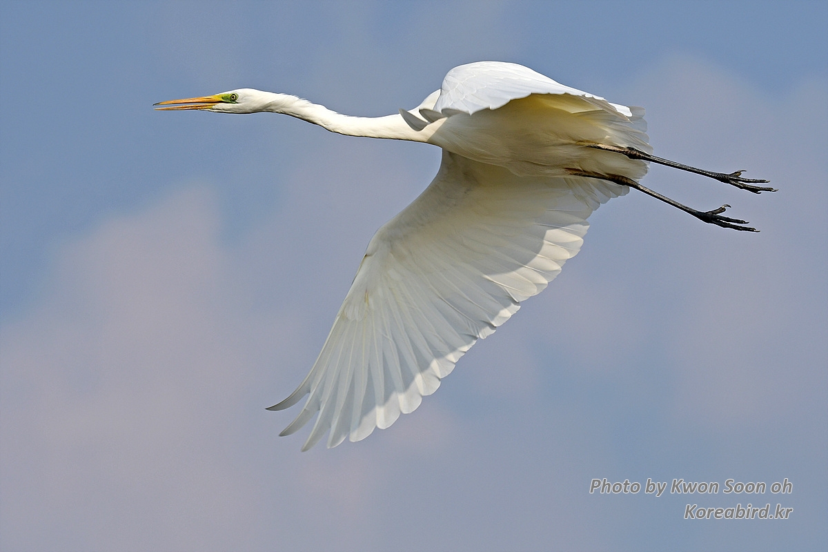 DSC_5231.jpg