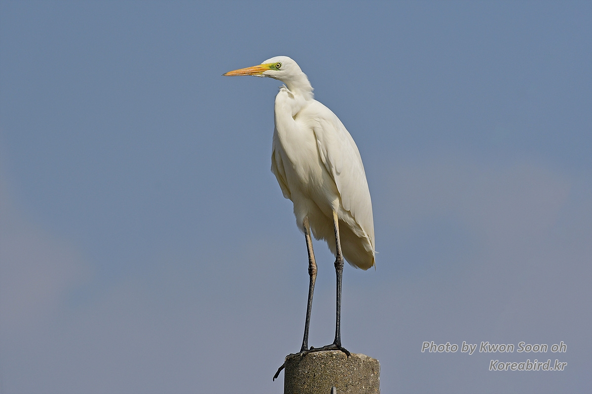 DSC_5229.jpg