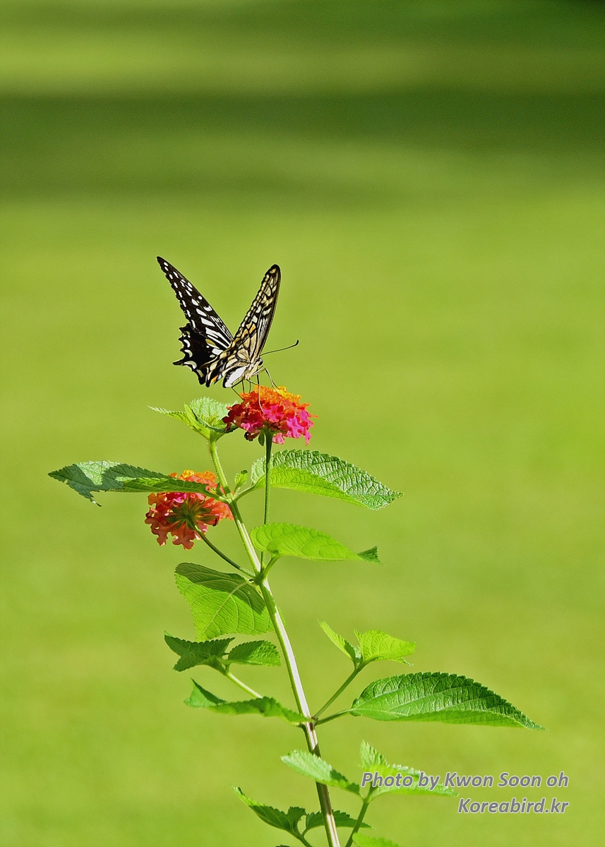 DSC_6522.jpg