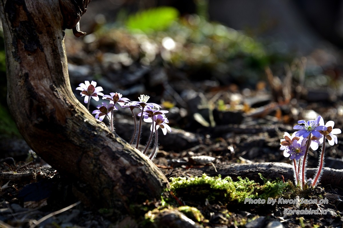 DSC_2912.jpg