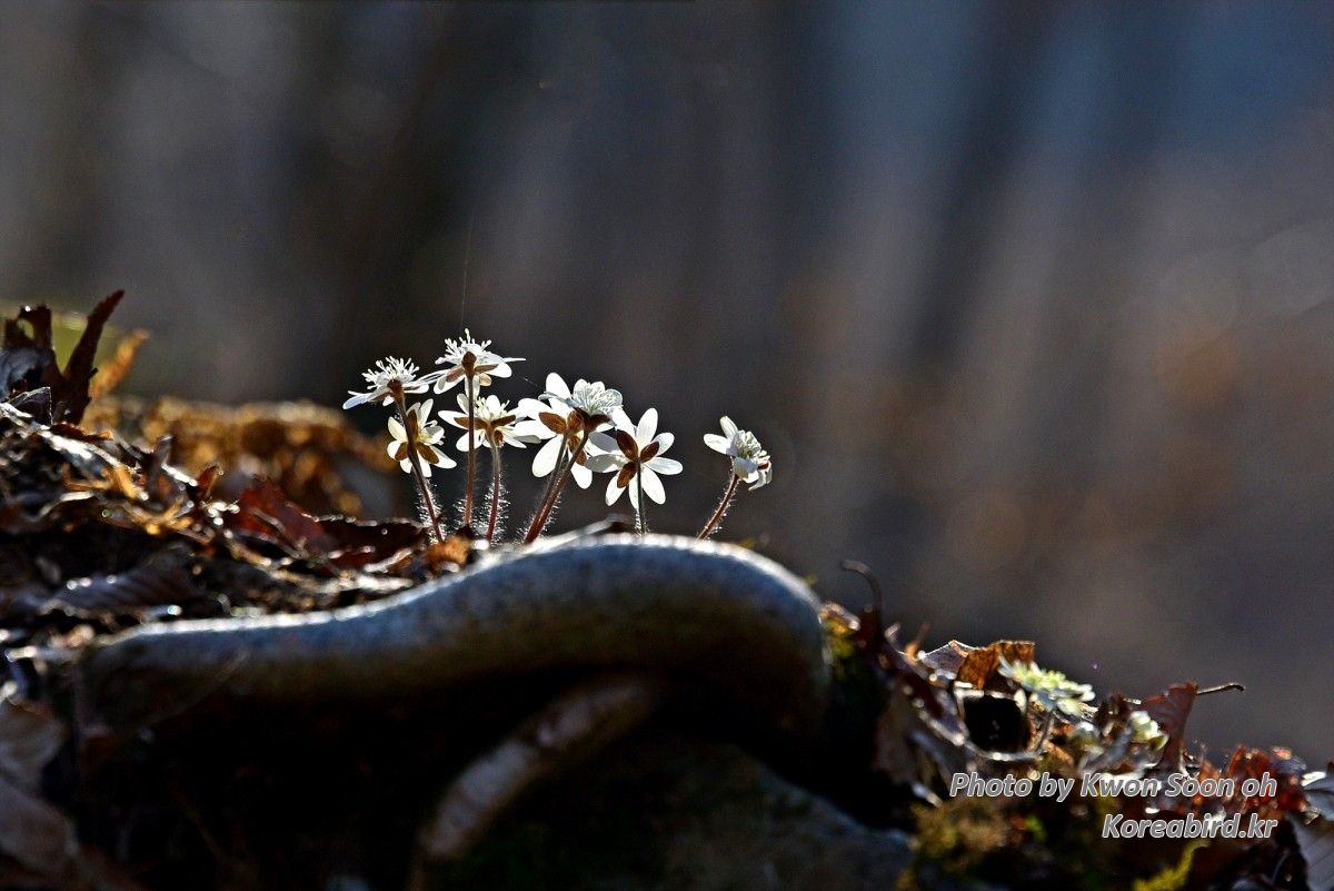 DSC_2982.jpg