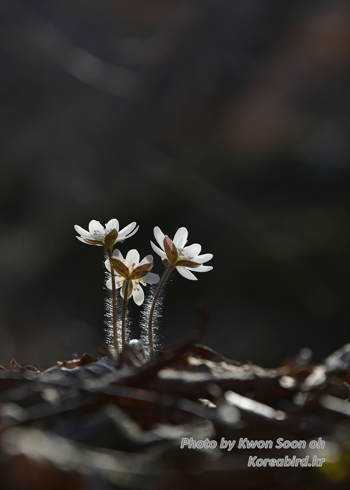 DSC_2930.jpg