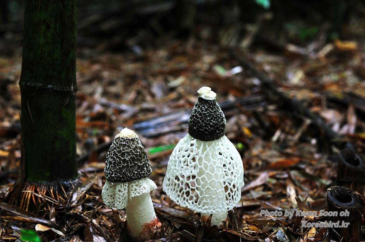 DSC_2033_106.jpg