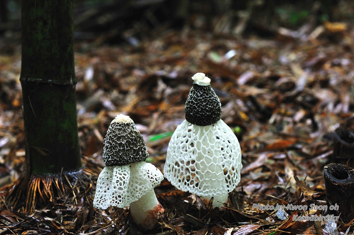 DSC_2077_150.jpg