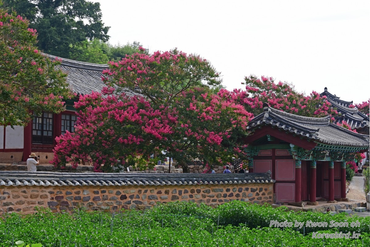 KSO_4705.jpg