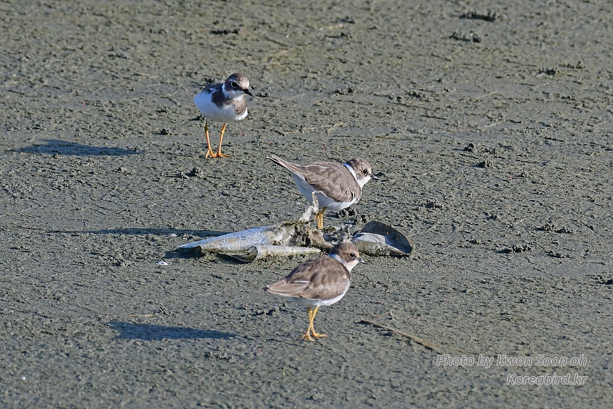 DSC_9883.jpg