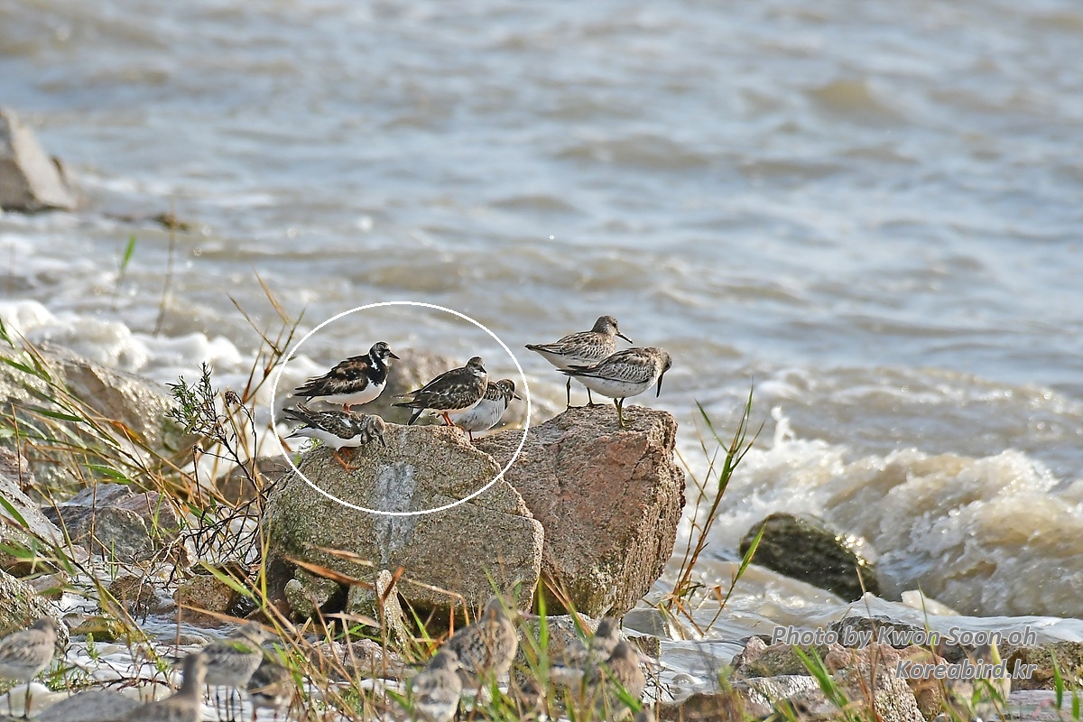 KSO_5595-1.jpg